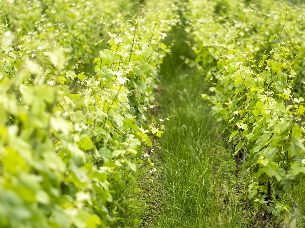 Rangs de vigne du domaine Dehours et Fils