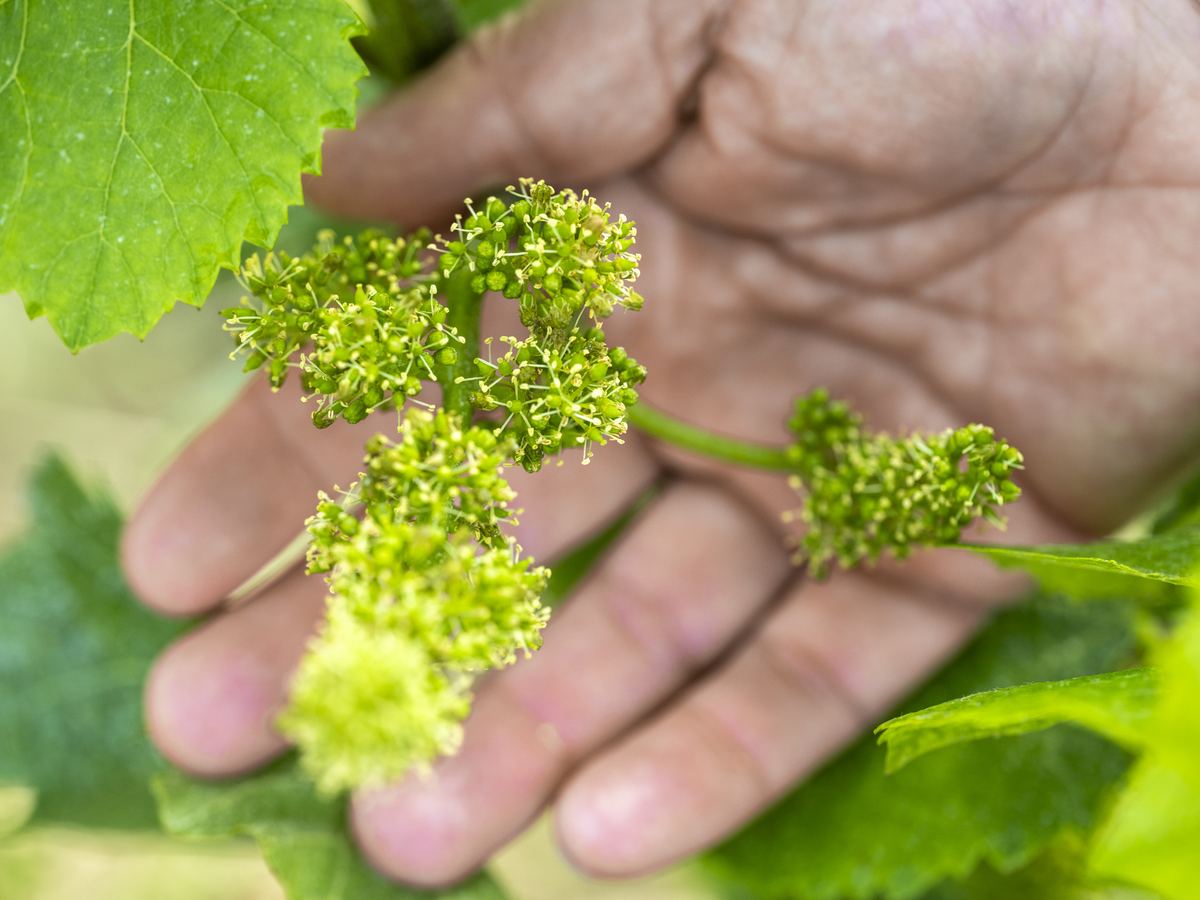 Fleur de vigne au printemps