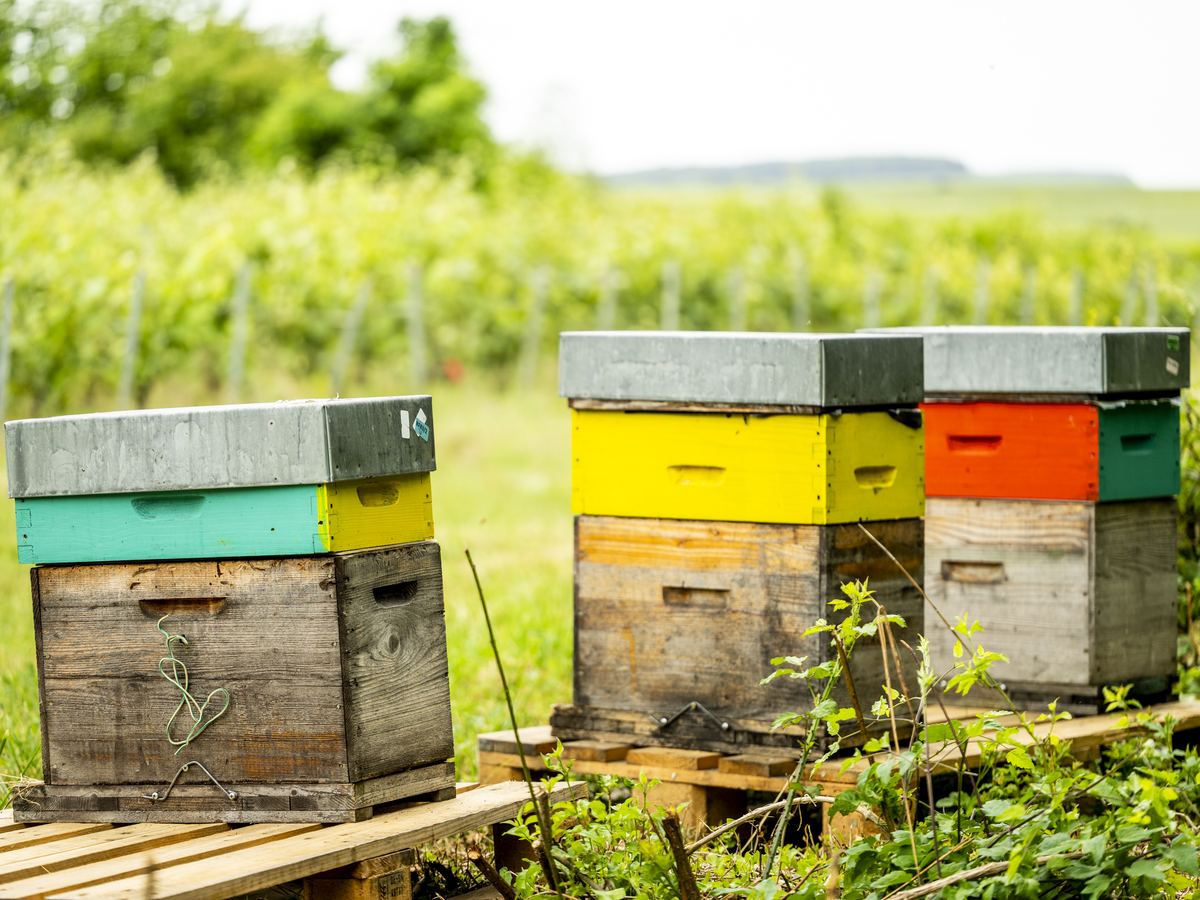 Ruches installées dans les vignes du domaine