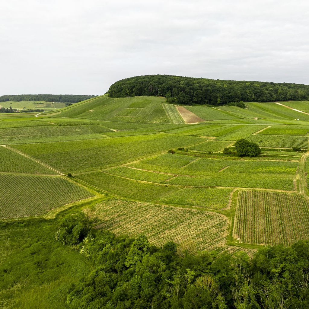 Le vignoble Dehours & Fils, Vallée de la Marne